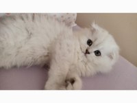 Anne baba secereli 3 aylık scottish fold long hair silver