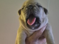 YAVRU FRENCH BULLDOGLAR SIFIR KUYRUK