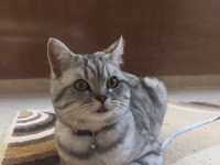 BRİTİSH ÜCRETSİZ SAHİPLENDİRME