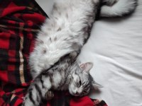 KEDİMİZ DUMANI SAHİPLENDİRMEK İSTİYORUZ