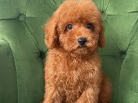 Evimizde Büyüyen Poodle Yavrularımız