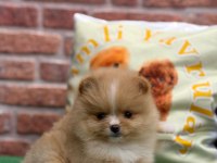 Party colour dişi pomeranian