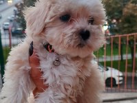Akıl Küpü Minik Maltipoo Paticik