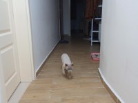 British longhair cidden bakabilecek birileri lazım