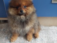 Yuva arıyor pomeranian boo
