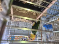 Full evcil caique
