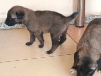 25 günlük aslan kangallar