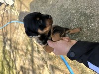 Saf kan Rottweiler yavrularım