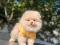 Pomeranian boo yavrularımız