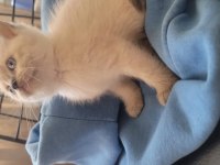 Himalayan cinsi kedimiz
