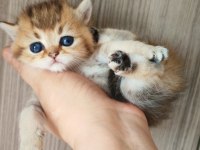 Ny 25 Tatlı Bir Minnoş Oğlan British Shorthair