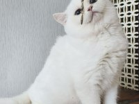 British Shorthair Ny 1233 Dişi Kedimiz