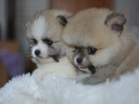 TEDDY BEAR POMERANİAN BEBEKLER