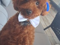 Toy poodle 10 aylık erkek