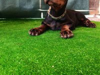 A şecereli doberman yavrular