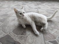 Ankara kedisi