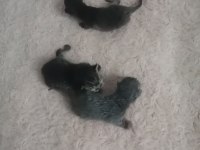 3 yavru kedimiz oldu