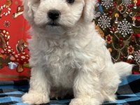 Maltese terrier yavruları