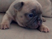 Rezerve yavru french bulldog