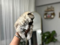 Teslime hazır Pomeranian bebekler