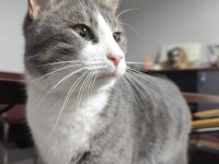 YAKIŞIKLI KEDİMİZ GOFRET YUVA ARIYOR