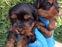 Sıfır No Yorkshire Terrier Safkan Bebeklerimiz