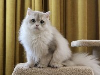 Gri british longhair kedimiz paşa