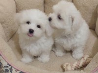 Maltese Terrier 2 Aylık