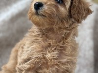 Poodle gibi maltipoo