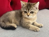 3 aylık dişi ve erkek british shorthair yavru