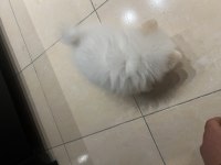 Acil Satılık Uygun Pomeranian Boo