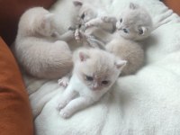 Ay-12 Gold British Shorthair