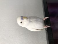 Albino Muhabbet Kuşu