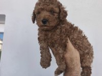 Toy Poodle bebekler