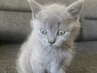 Antalya British Shorthair 2 Aylık