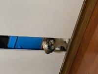 2 bucuk aylık shih tzu yavrularıma yuva arıyorum