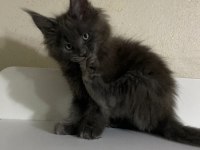 XXL DEV ERKEK YAVRU MAİNE COON