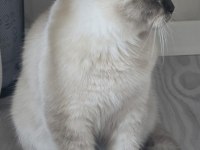 Güzel scottish fold kız