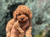 Safkan Toy Poodle Yavrumuz