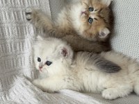 Efsane güzellikte bebek kediler