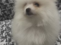 POMERANİAN BOO A KALİTE WC EĞİTİMİ VAR