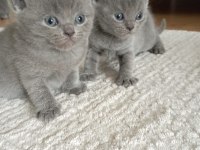 British Shorthair Gri Yavru
