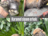 Tavşan yavruları gönderim vardır