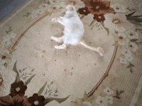 Dişi Exotic Shorthair Kedi İçin Sahip Aranıyor (1 Yaş)