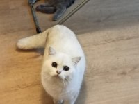 Miniklere yuva scottish fold