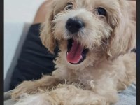 Maltipoo erkek