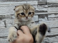 BLACK GOLDEN TABBY SCOTTİSH FOLD FARKLI OLMAYI SEVENLERE