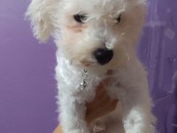 4 aylik terrier bebek uyguna verilecek