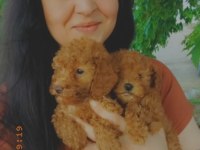 Toy Poodle Yavruları