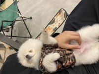 0 numara erkek full aşılı pomeranian